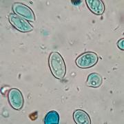 spores cyanophiles de Leucoagaricus subcretaceus