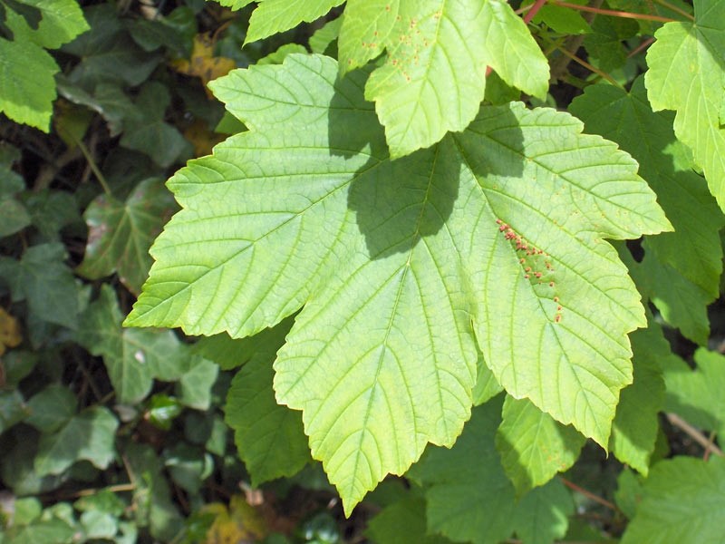 Acer pseudoplatanus 4