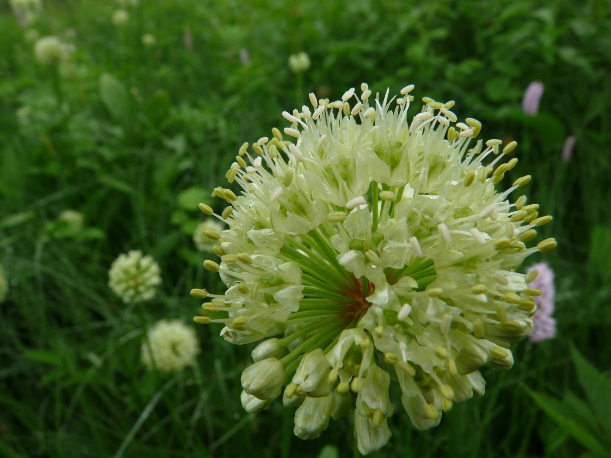 Allium 2