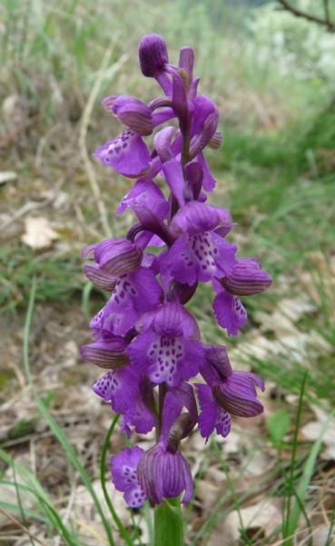 Anacamptis morio