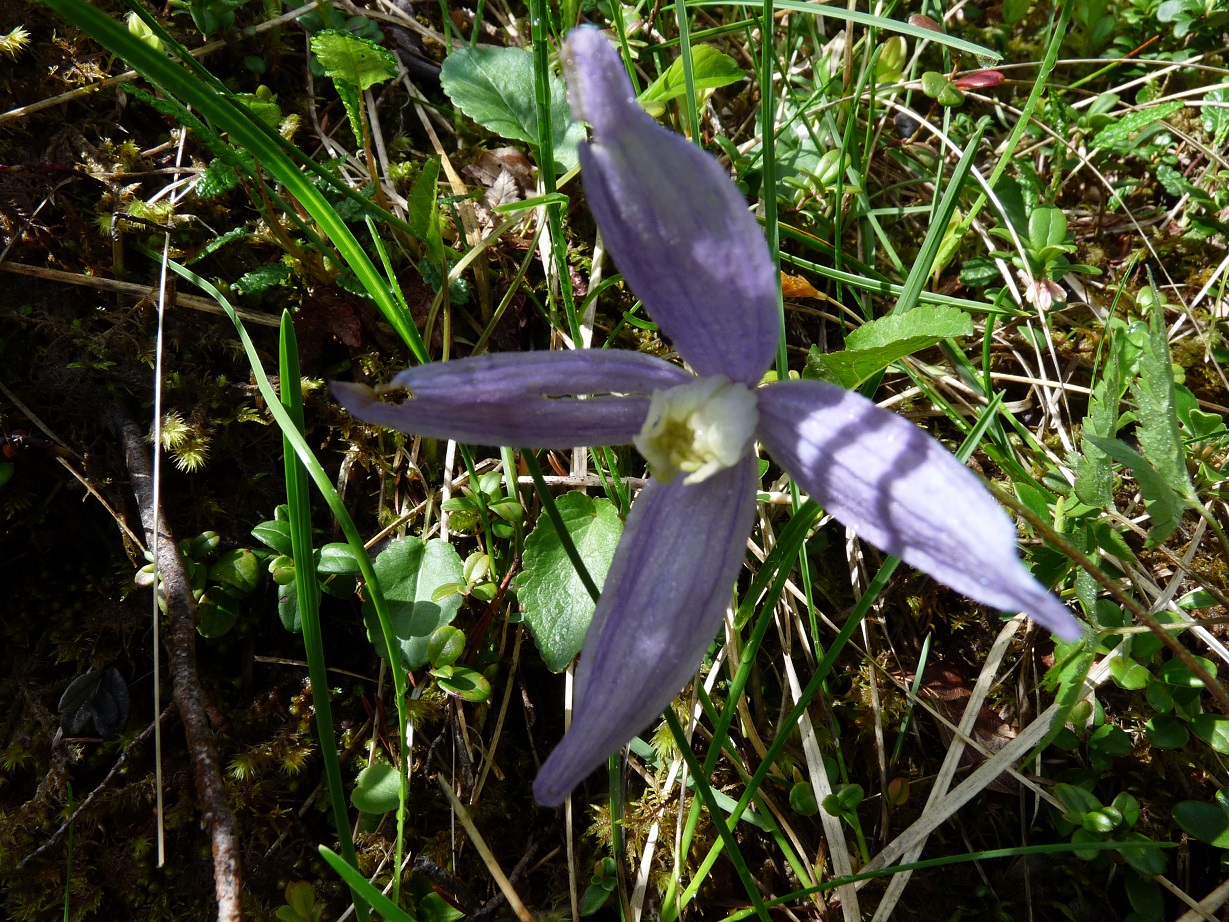 Clematite