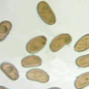 Coprinellus domesticus spore