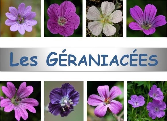 Geraniums pg