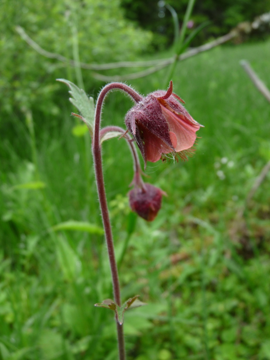 Geum