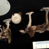 Leucocybe candicans ejm
