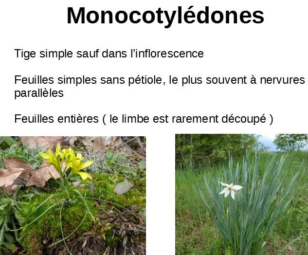 Monocotyledones