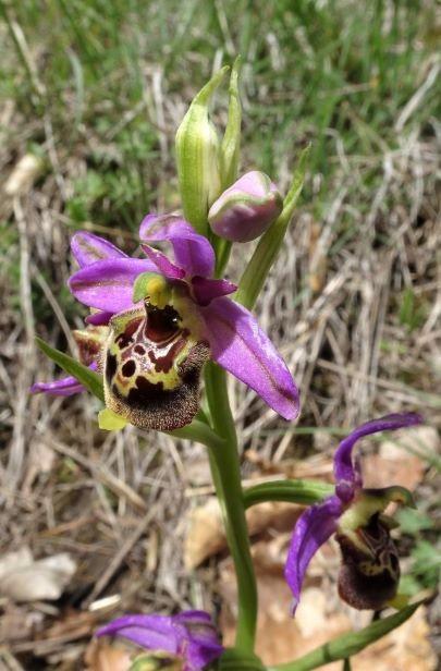 Ophrys fuciflora 2