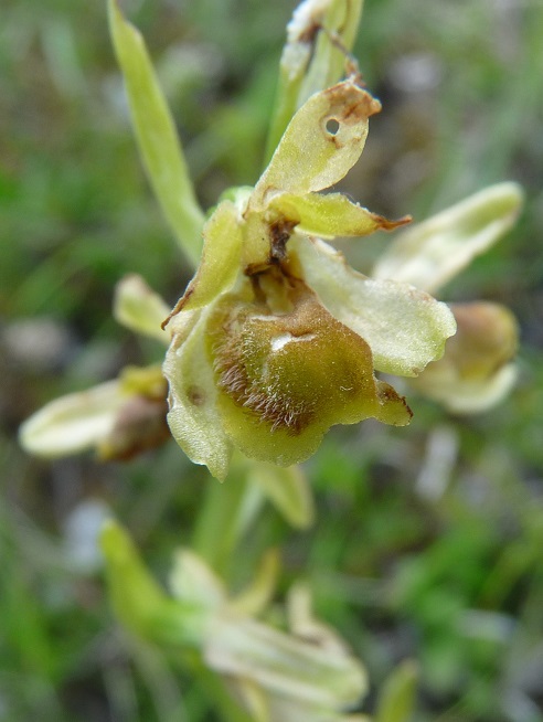 Ophrys virescens 2