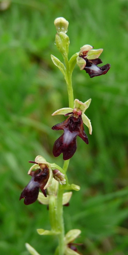 Ophrys