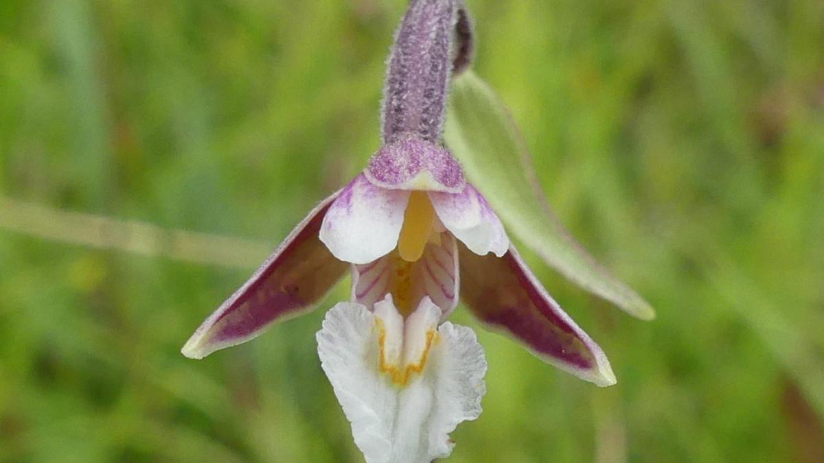 Orchidaceae epipactis palustris staupre 2020 06 14 051 dr