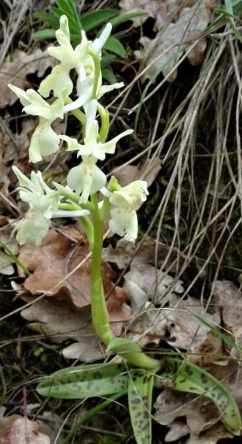 Orchis provincial