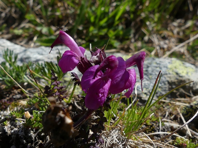 P1020628 r
