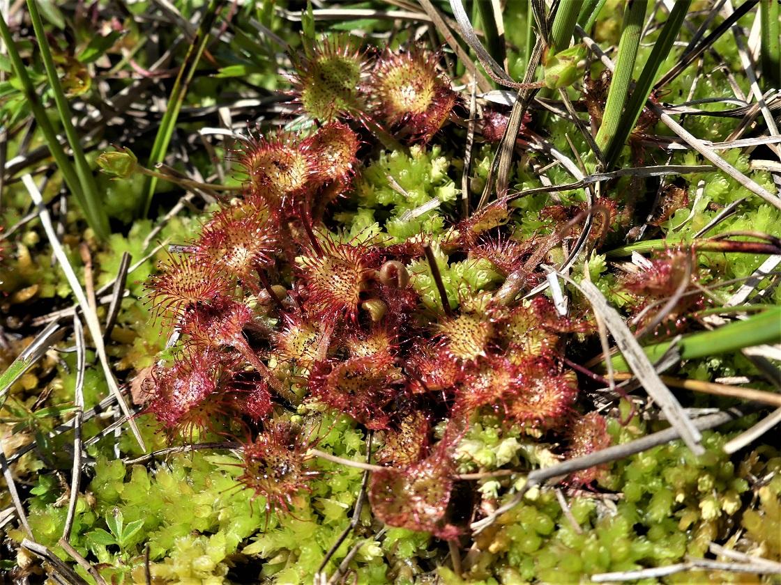 P1110782 m