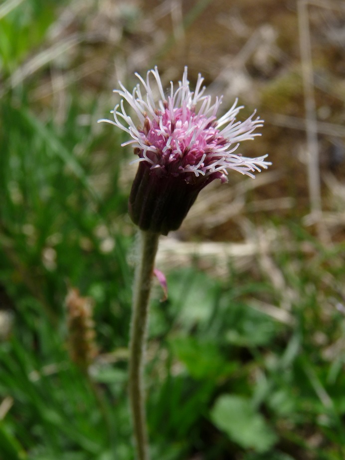 P1520660 r
