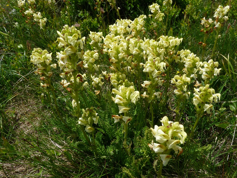 P1520728 r