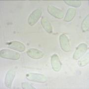 Peniophora spores 100x