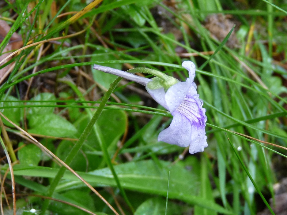 Pinguicula 1