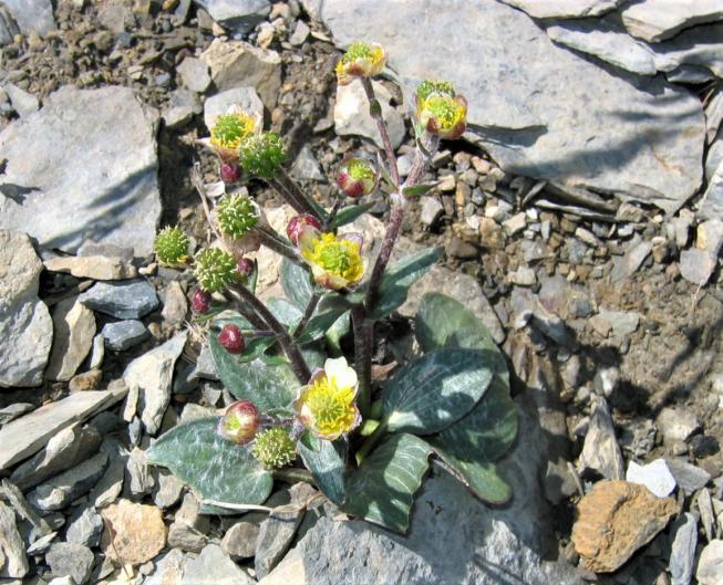 Ranunculus parnassifolius 2239f la toura renoncule a feuilles de parnassie 20583