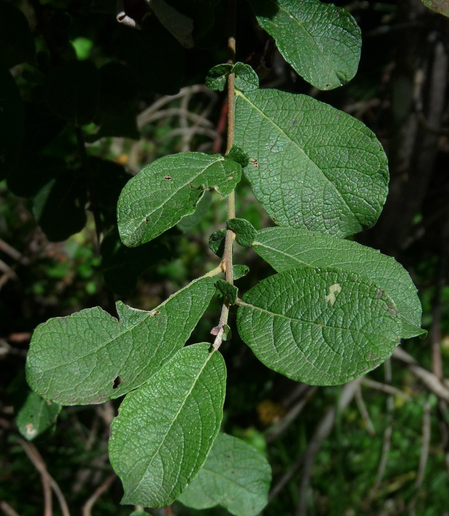 Salix 2