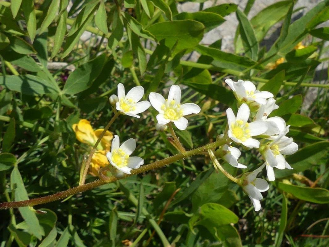 Saxifraga paniculata gp1