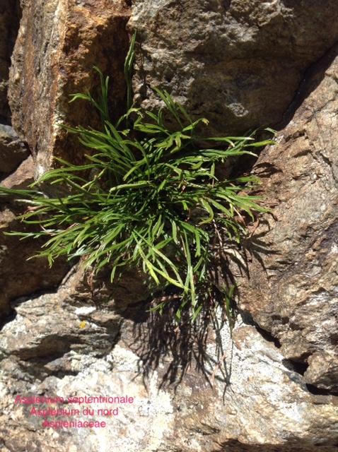 Asplenium septentrionale