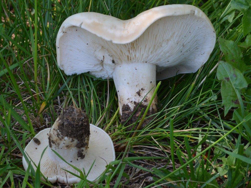 Calocybe laruchere 2019 06 23 dr 1