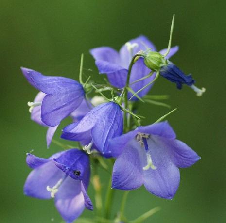 Campanula