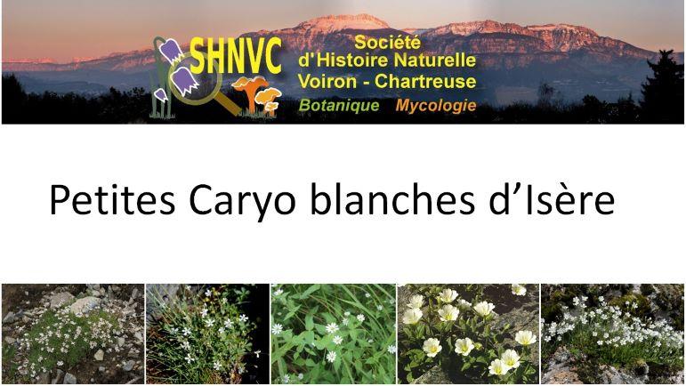 Caryo blanches r