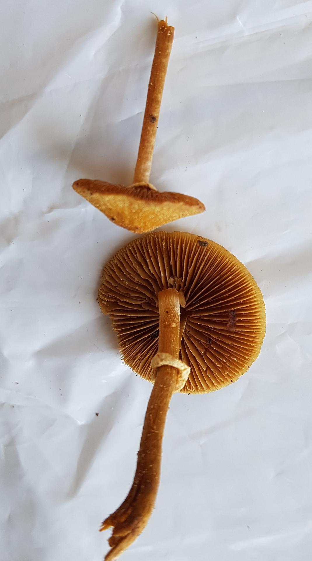 Conocybe aporos