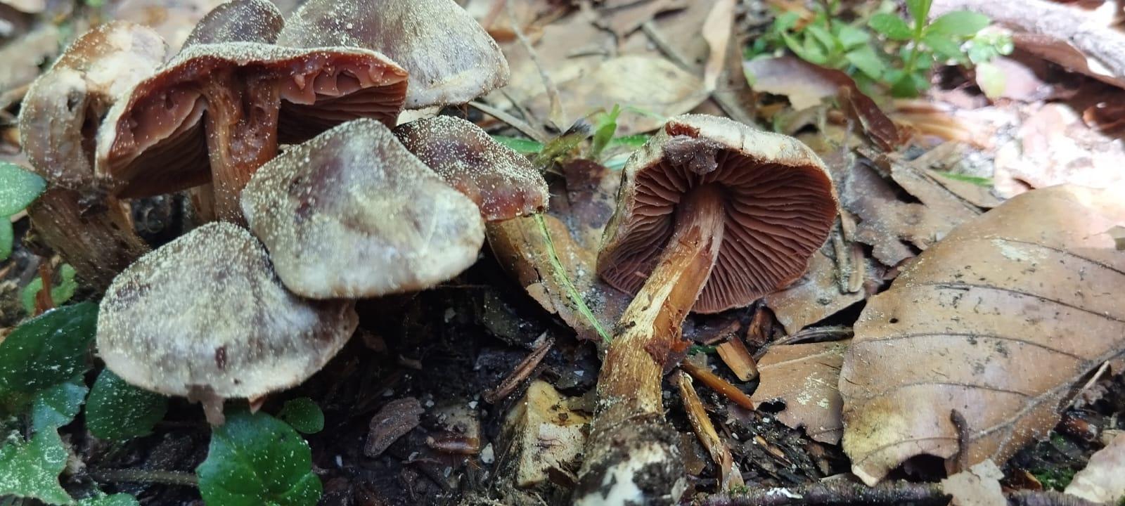 Cortinarius uraceus