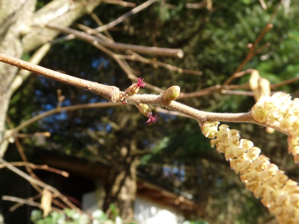 Corylus avellana 01