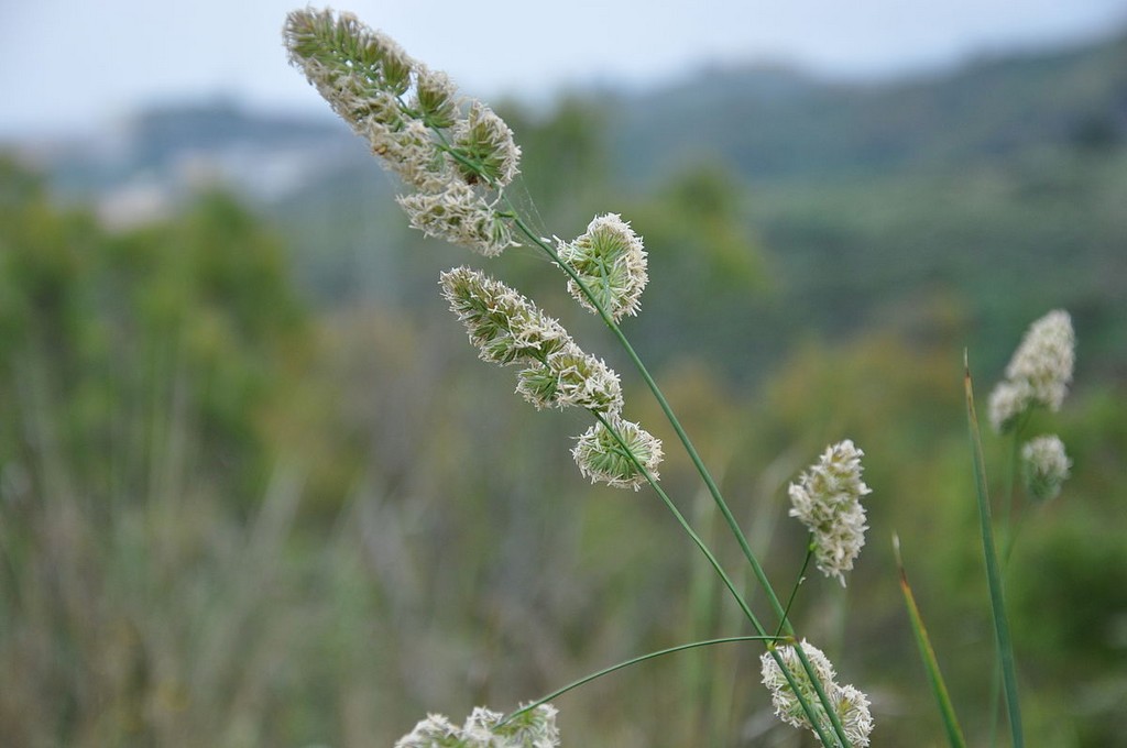 Dactyle