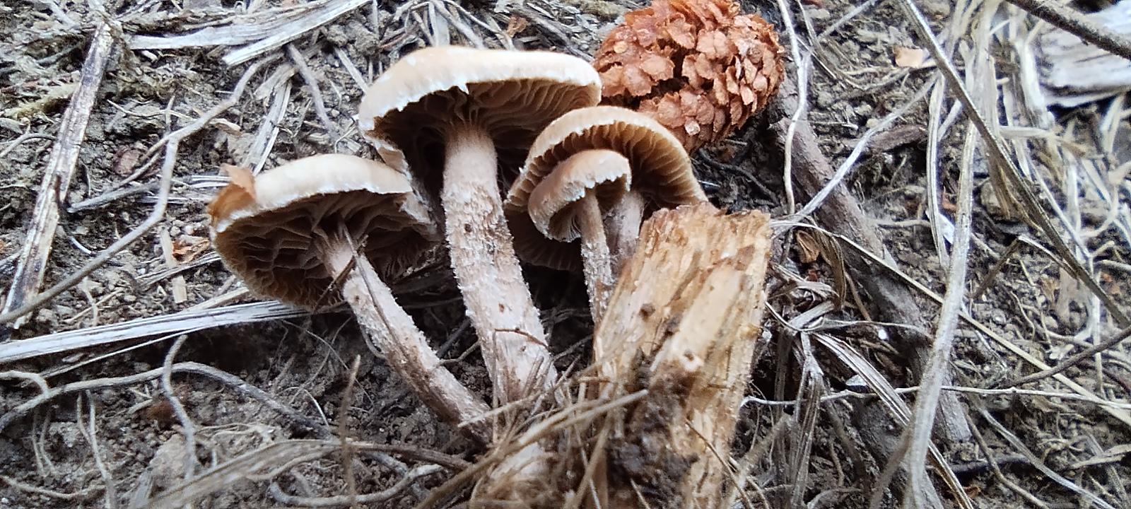 Deconica crobula