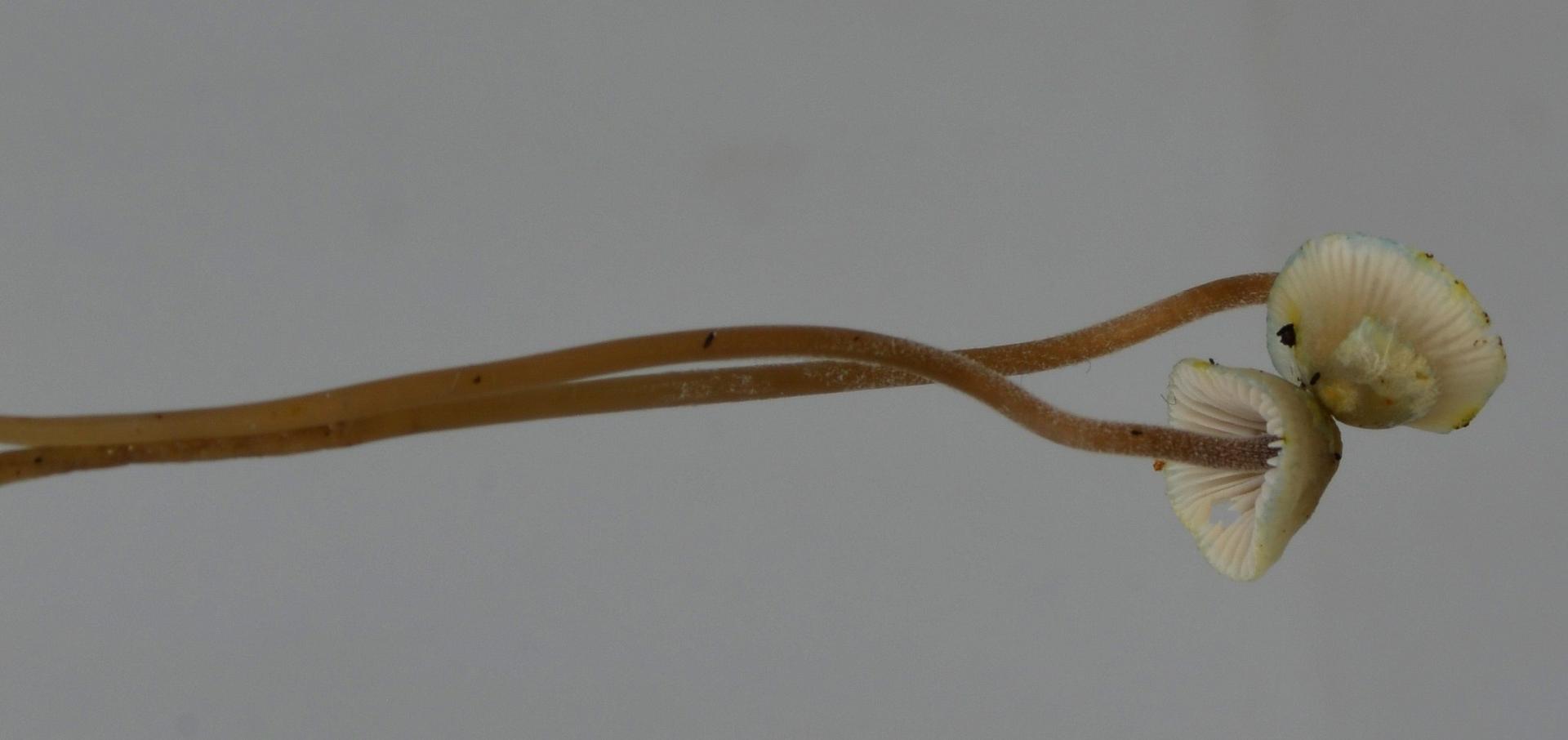 Mycena amicta