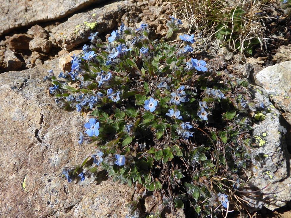 Eritrichium nanum eritriche nain 01