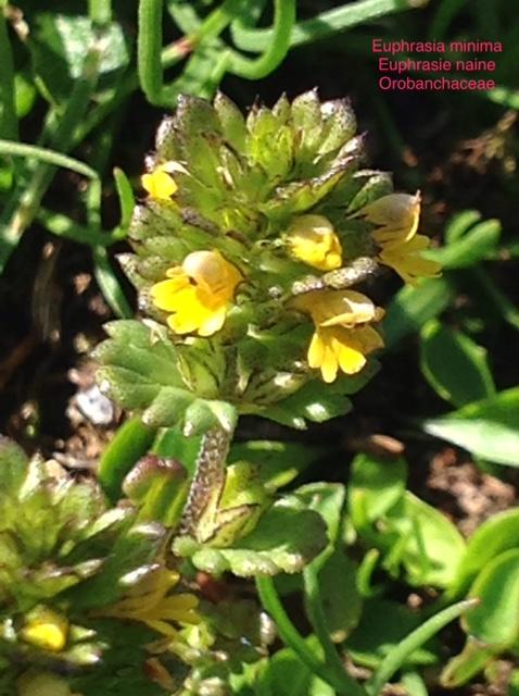 Euphrasia minima