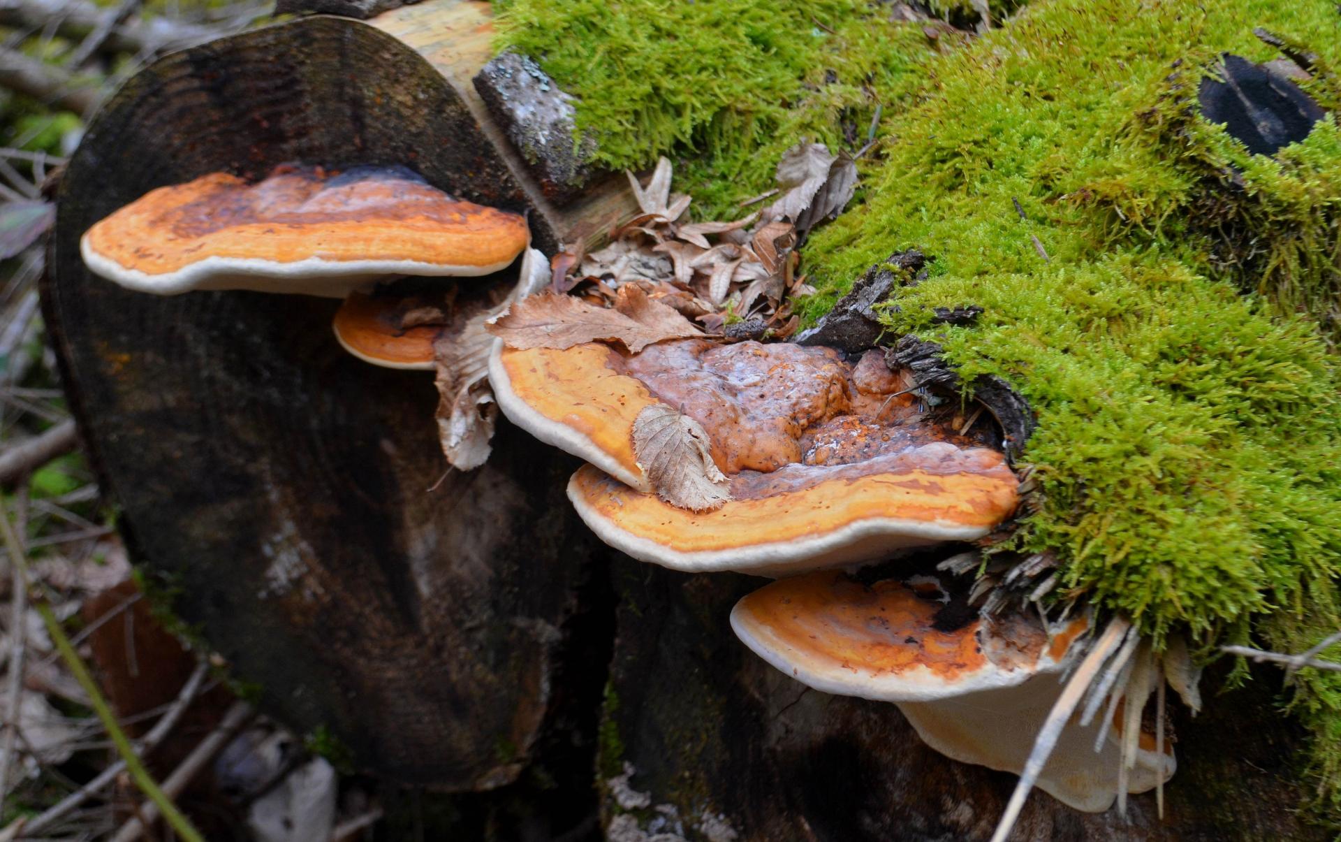 Fomitopsis pinicola