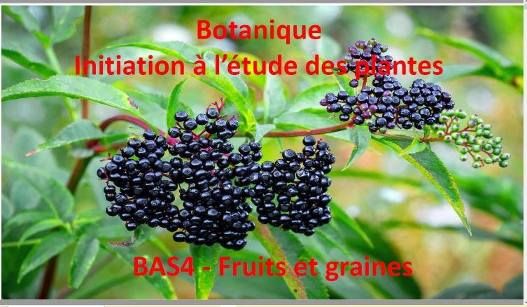 Fuits et graines