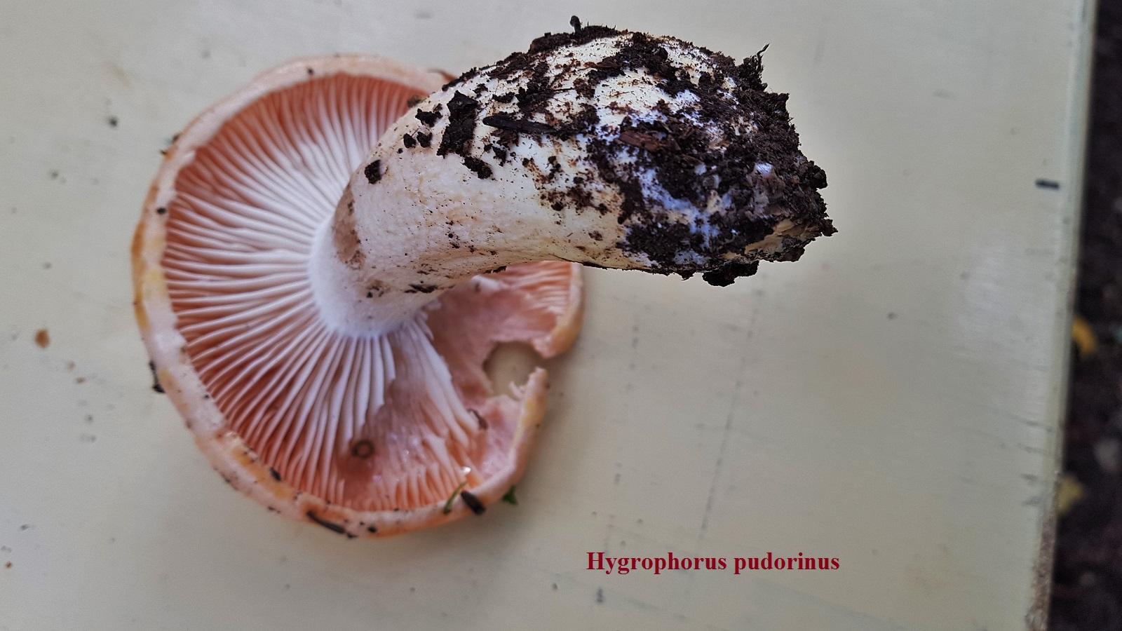 Hygrophorus pudorinus