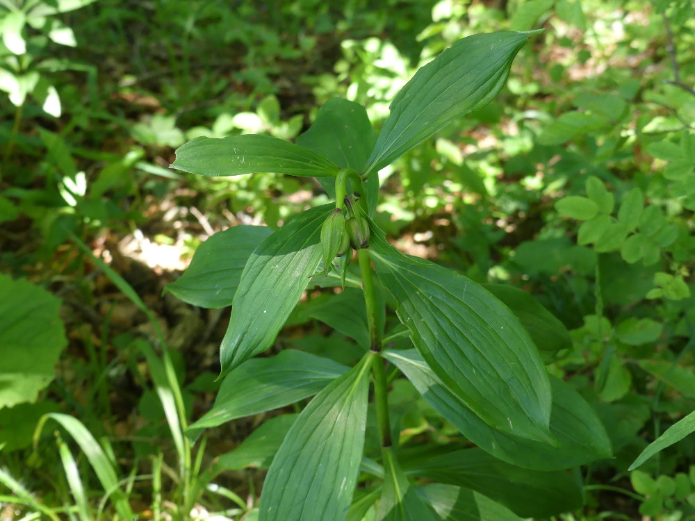 Liliaceae lilium martagon laruchere 2019 06 23 001 dr