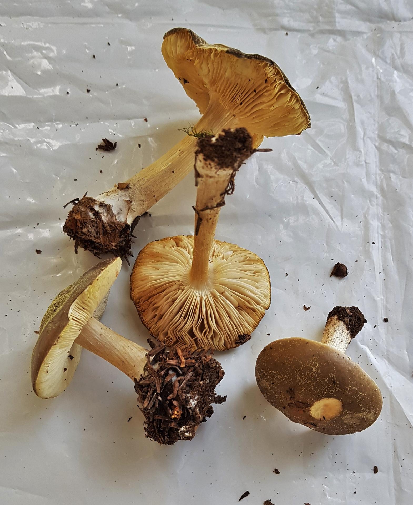 Melanoleuca cognata