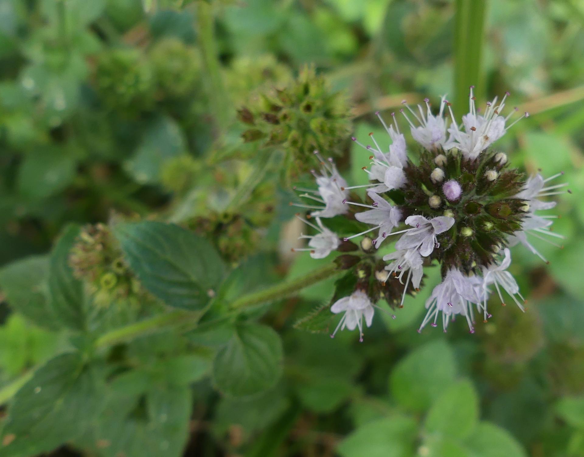 Menthe aquatique