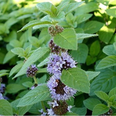 Menthe des champs mentha arvensis