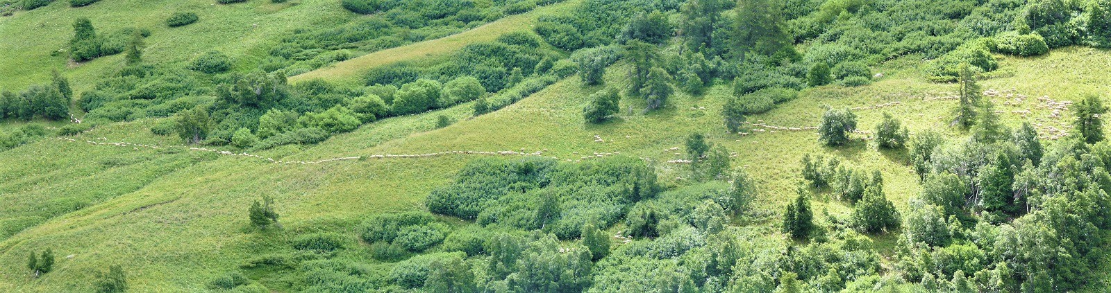 Moutons r