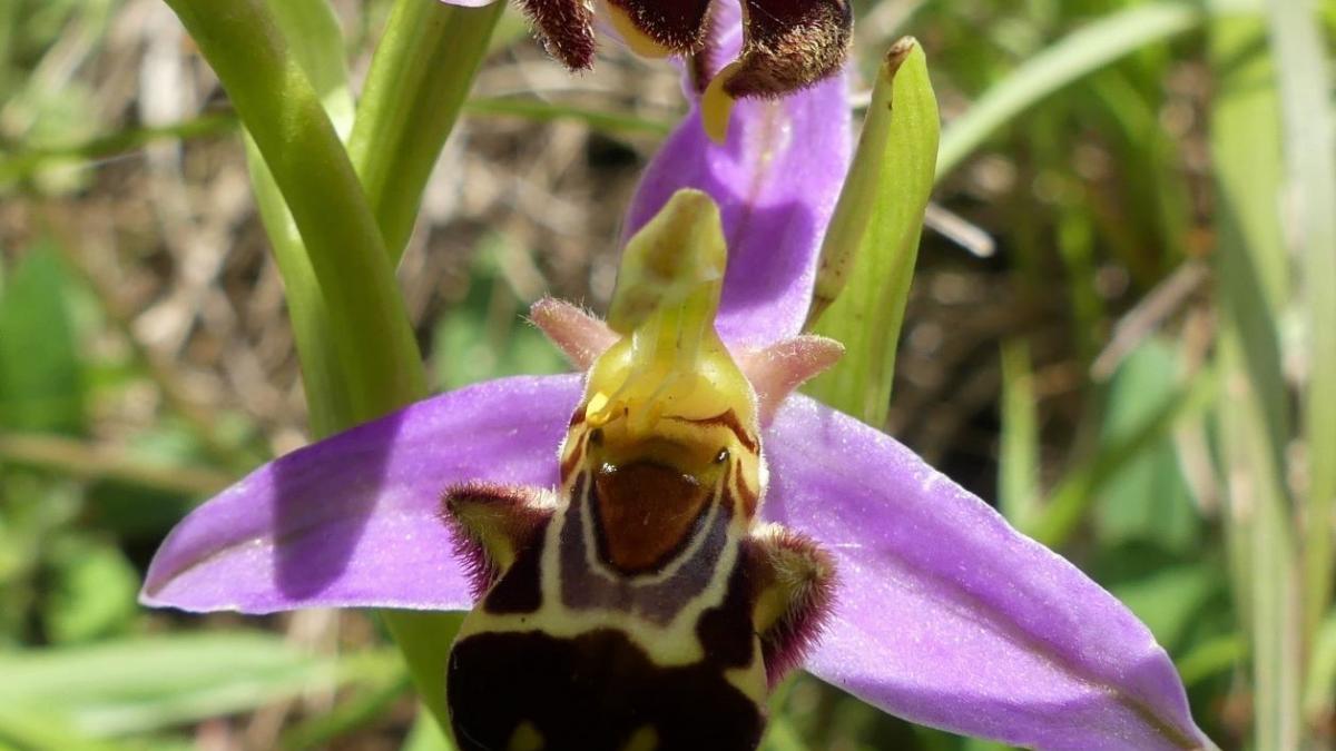Ophrys abeille 3