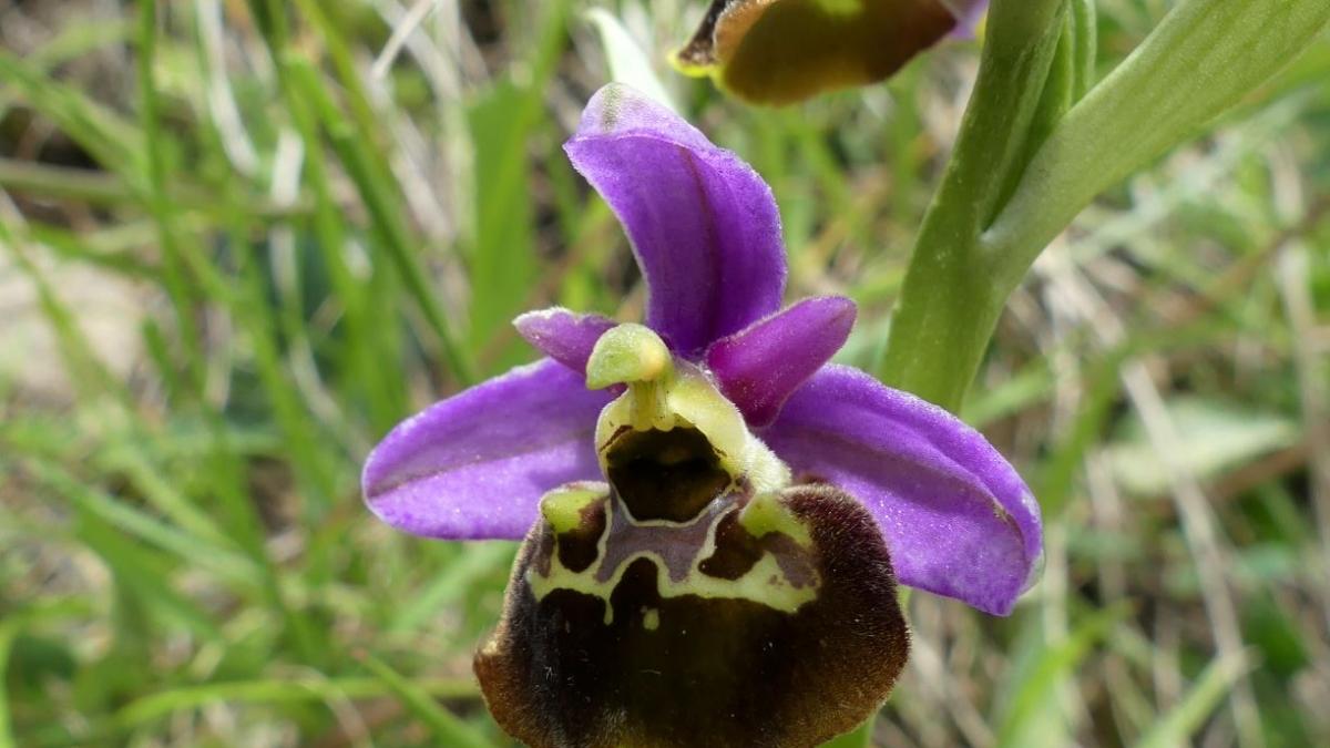 Ophrys bourdon 3