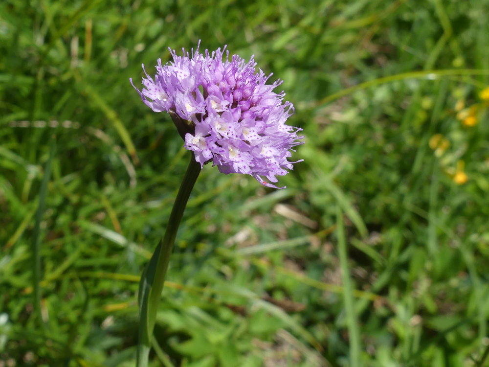 Orchidaceae traunsteinera globosa laruchere 2019 06 23 001 dr