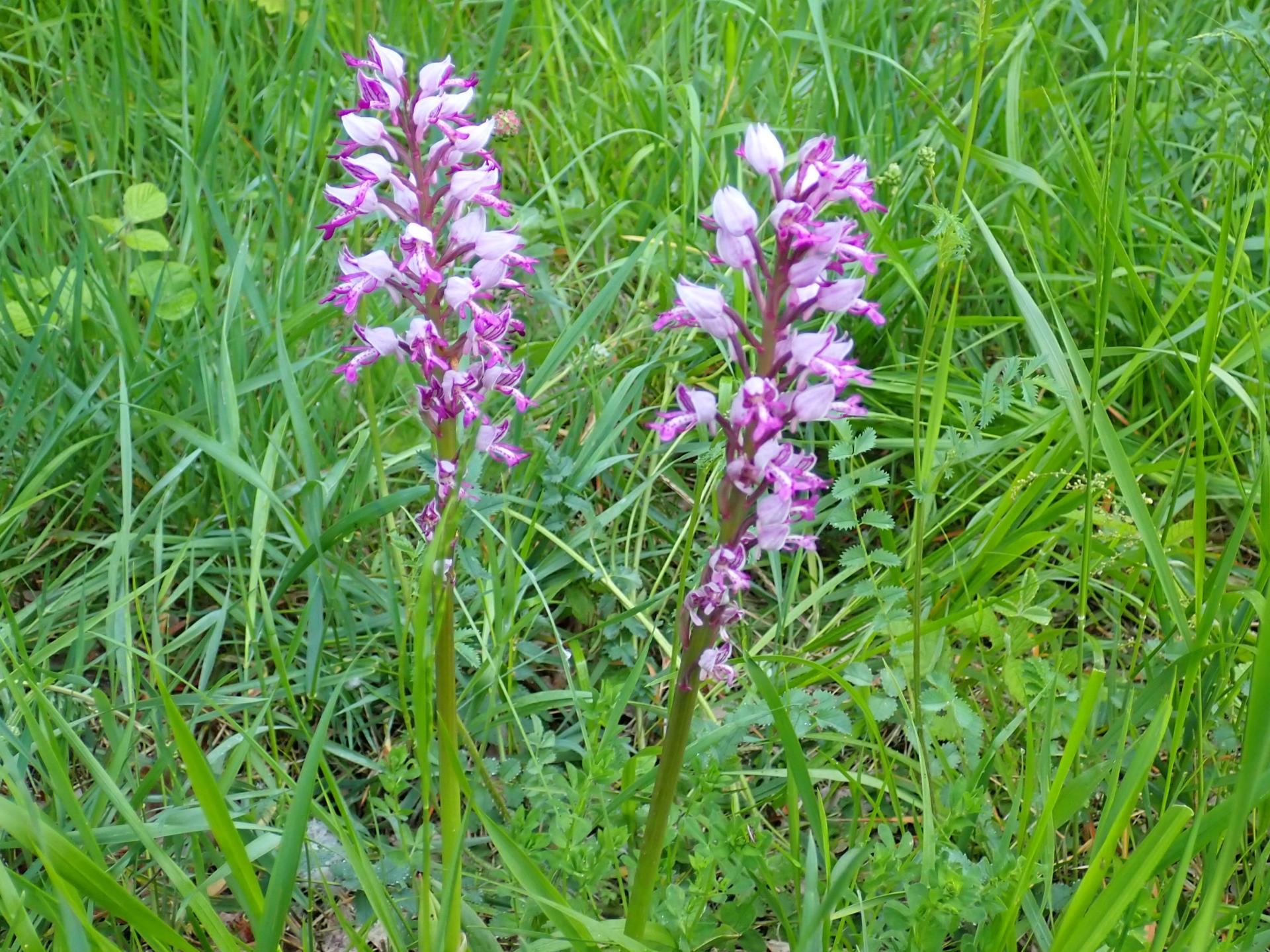 Orchis militaris 2