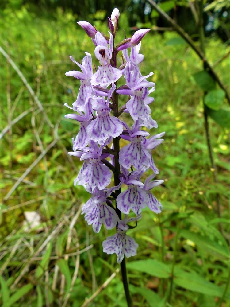 P1090649 r