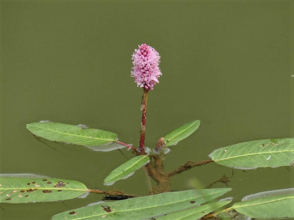 P1090689 r